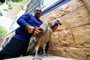 spy vulture caught in yemen