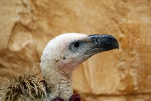 spy vulture yemen 2