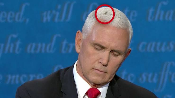 fly lands mike pences head